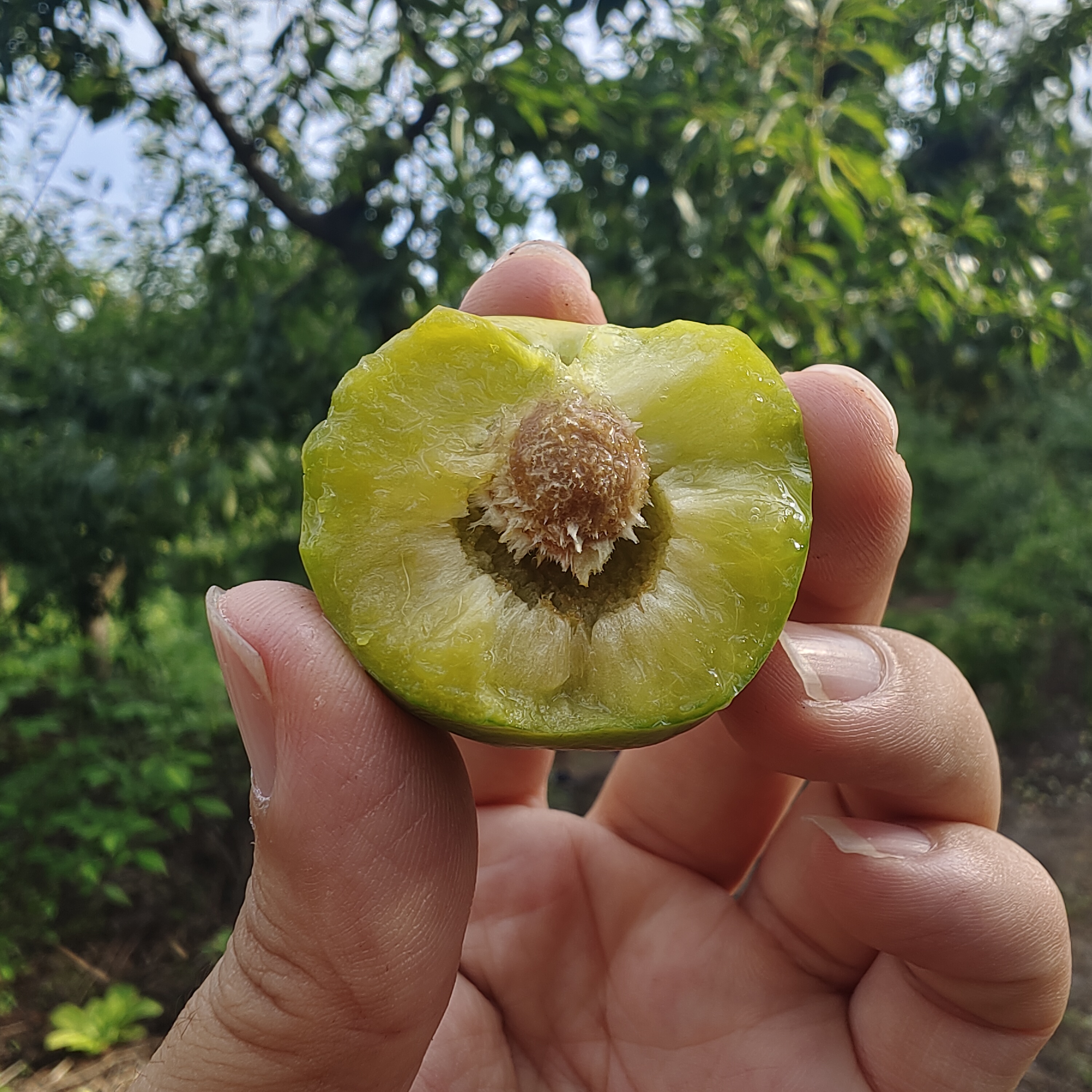 四川高山新鲜应季脱骨青脆李脆甜多汁肉厚核小