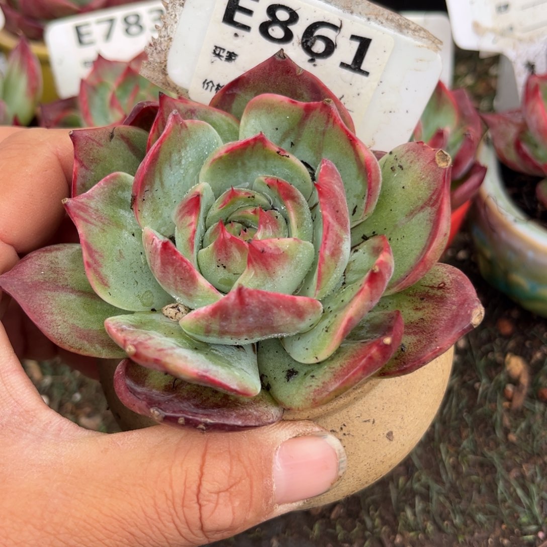 惊鸿一瞥861号多肉