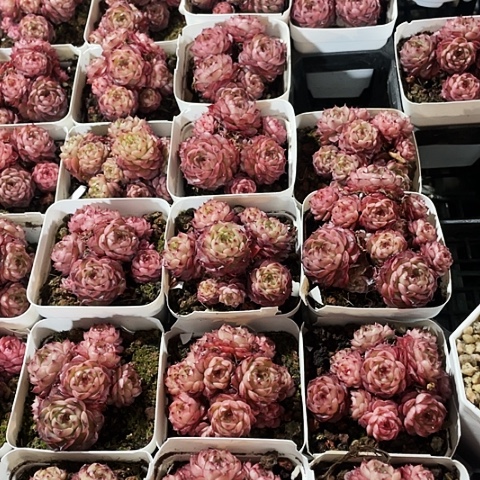 摩卡12.8一盆888888