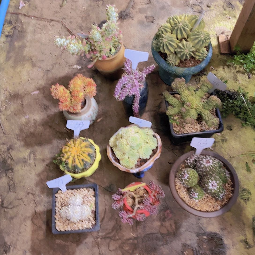 红陶牛*多肉植物保护