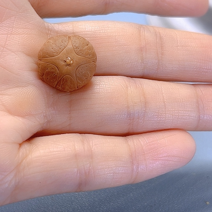 凤眼菩提吊坠15+五星秒杀81@7277