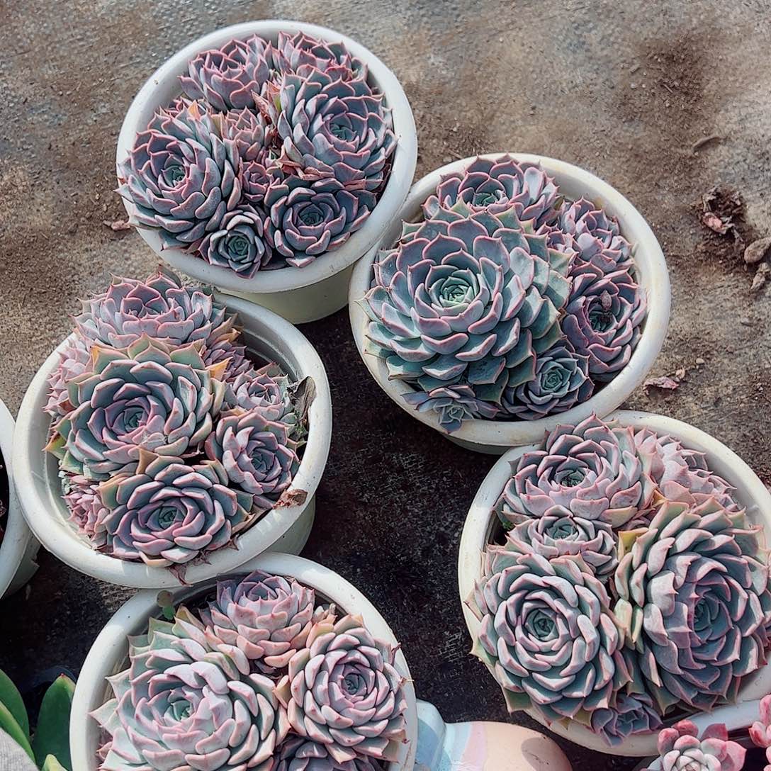 欧版海琳娜多头群生老桩