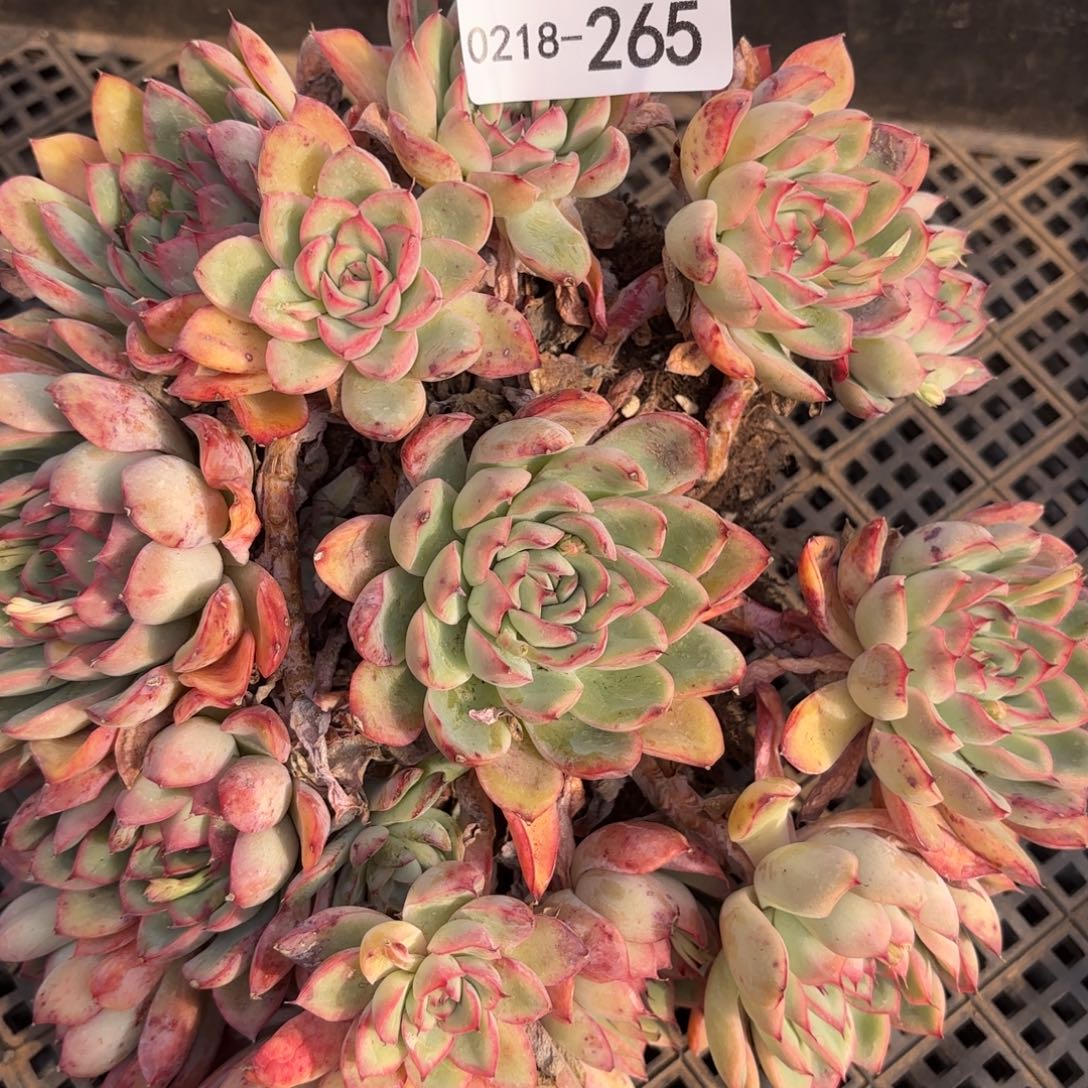 同温层多肉265荷花