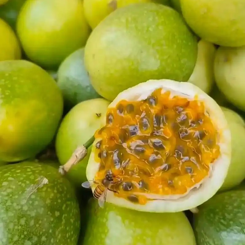 【郴芝源】湖南高山现摘百香果大果