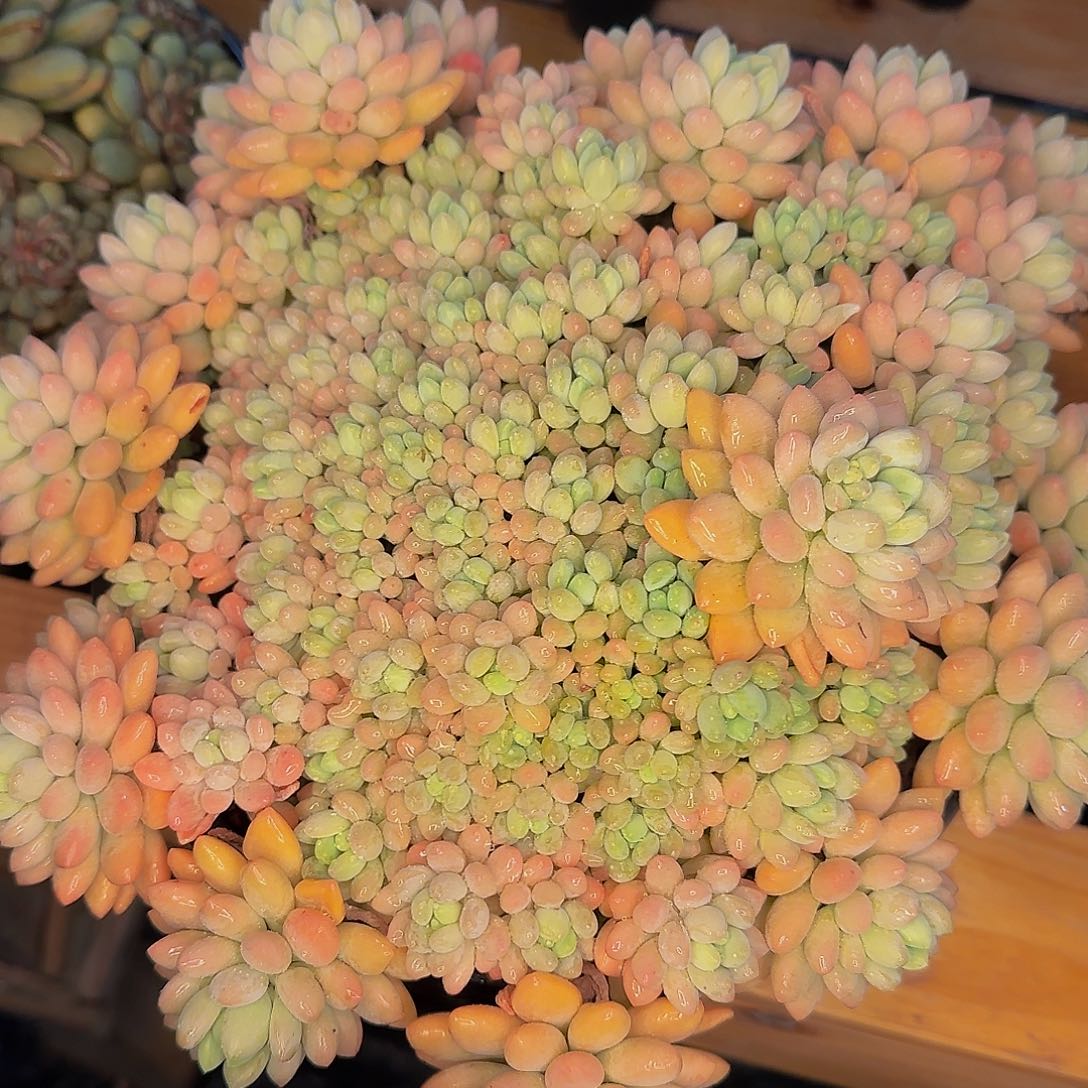 棠*他哈怕他爸爸吧