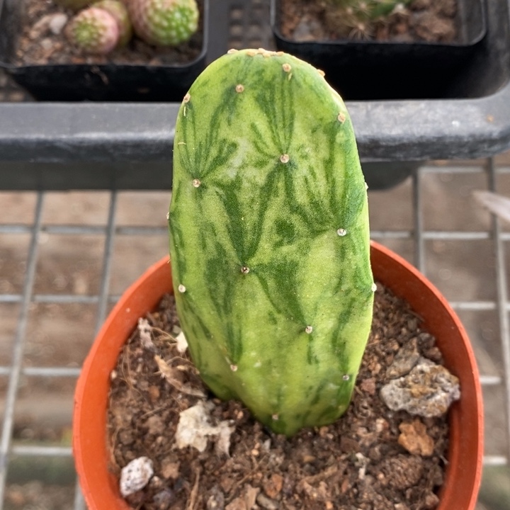 伯克利和格蕾纳等著名音乐