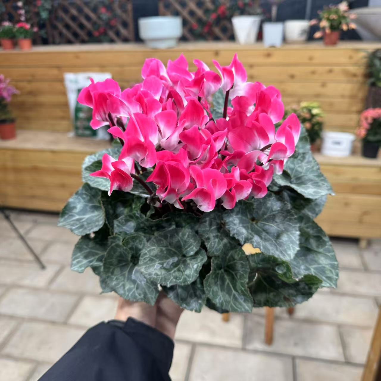 【胖胖】（粉荷花##原盆原土）F1代大花仙客来带花带花苞发货