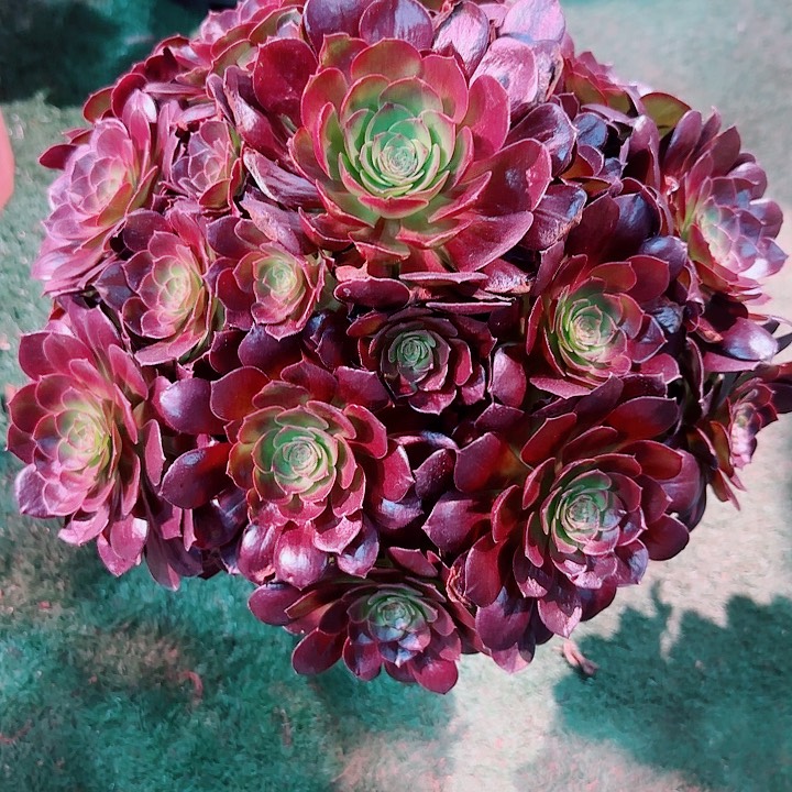 法师好看也好养赤焰莲