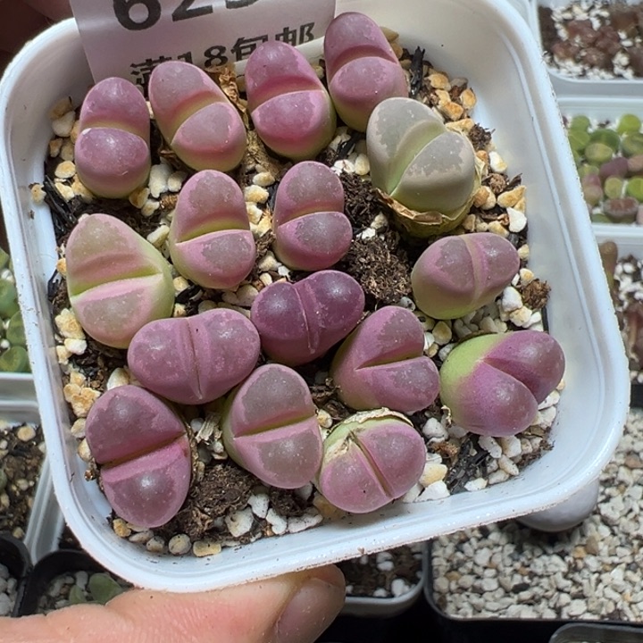 【闪购商品】 623。       