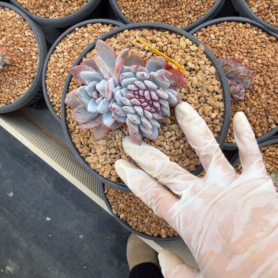 *****d29溏心雪天使缀化呀