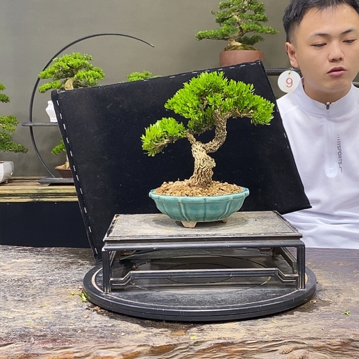 完全开放黄杨盆景四季常青