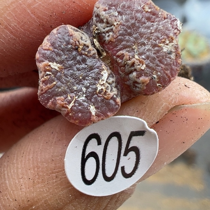 605号这颗多肉有点好看