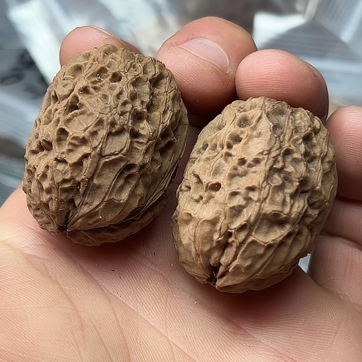 核桃18号图腾金蟾36尺