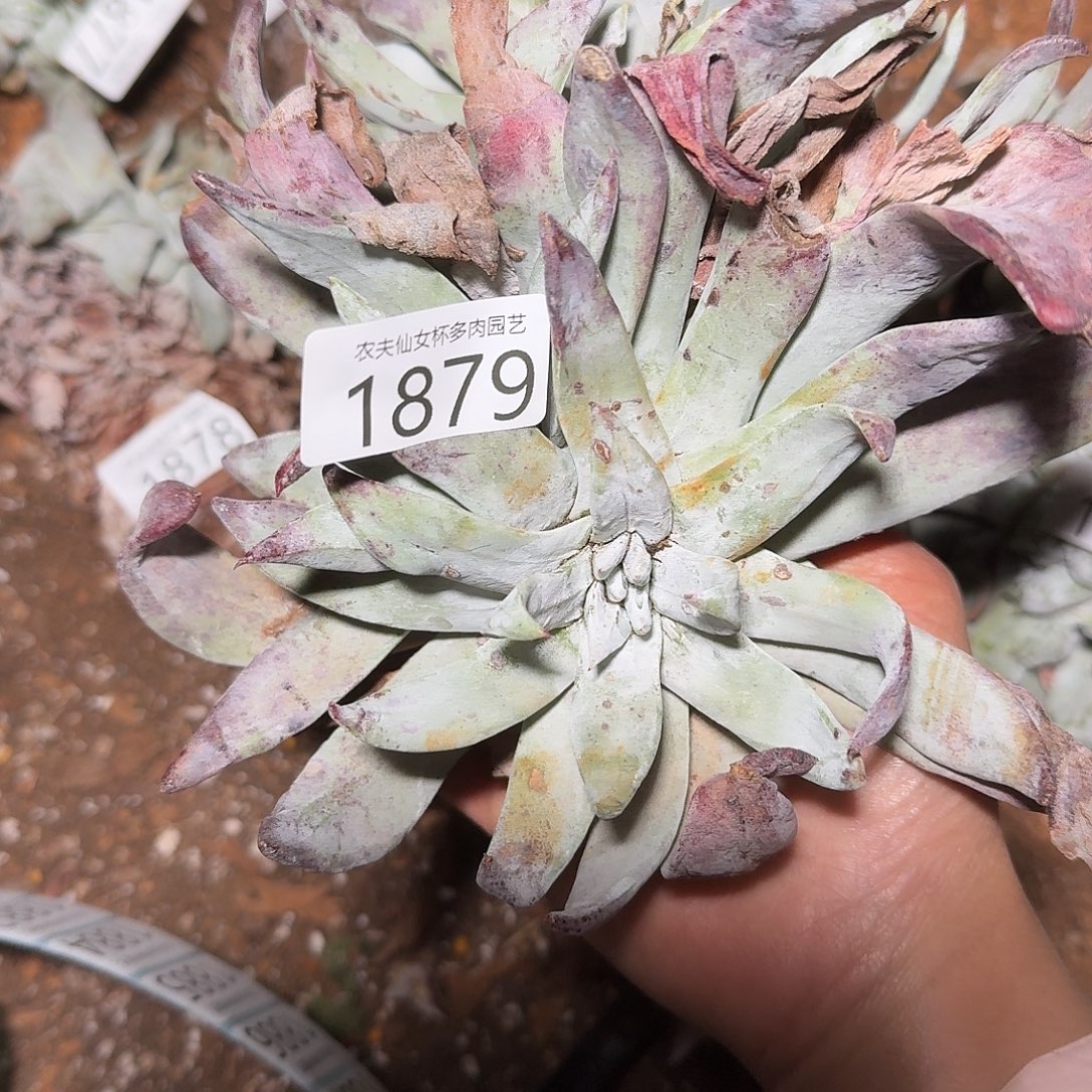3代杂交仙女杯多肉福利瑕疵
