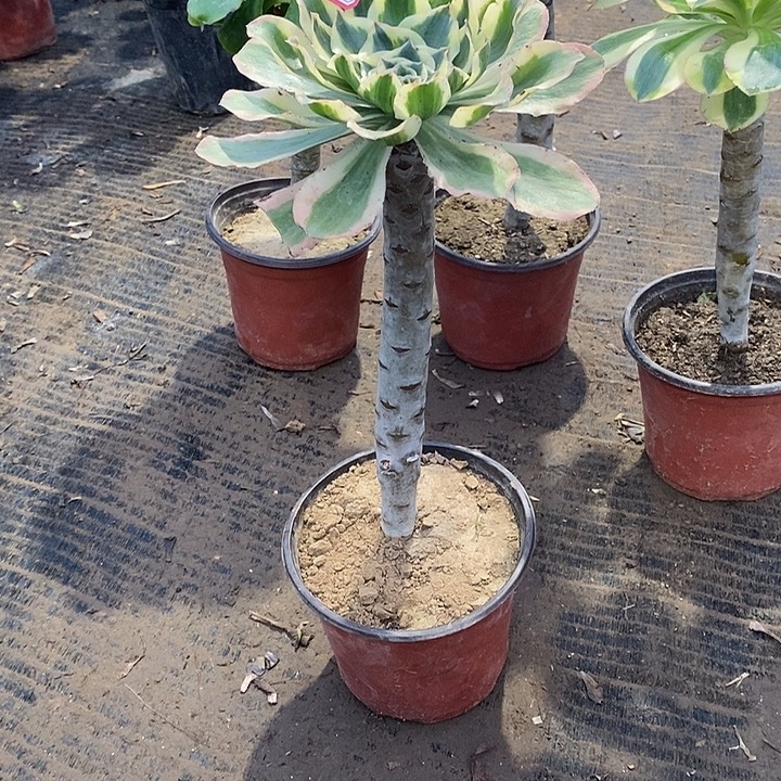 40燕姿锦多肉多肉法师