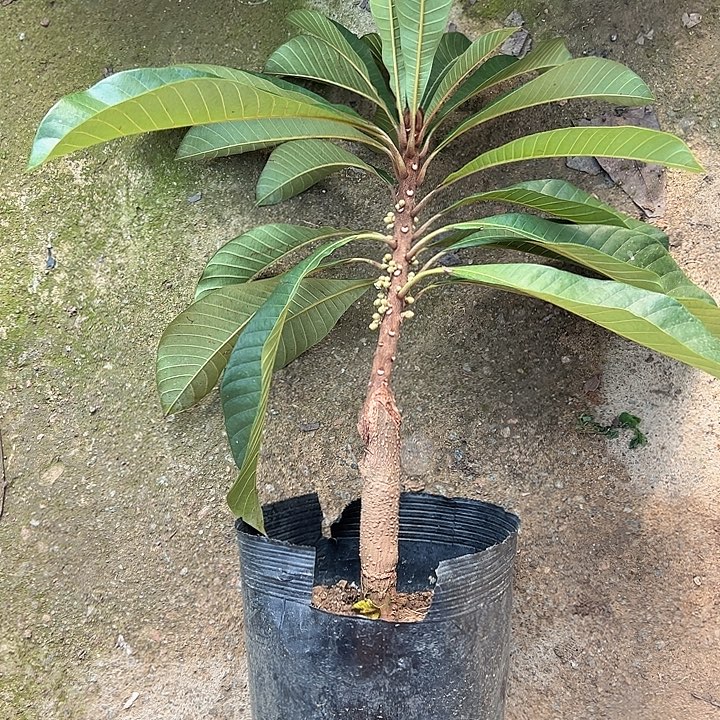 L***B天使24783795597589