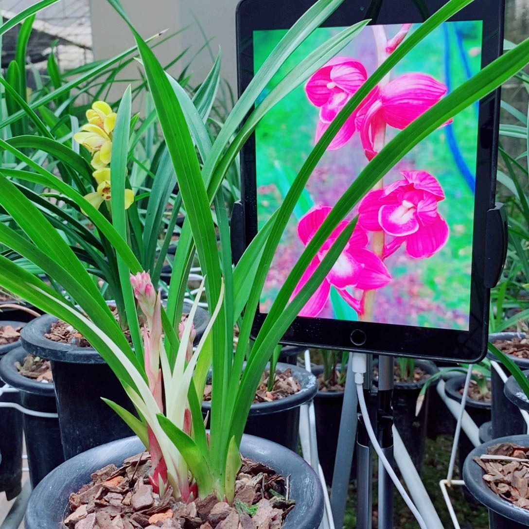 大部分花苞少量开放