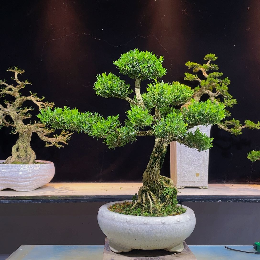 黄杨盆景四季常青