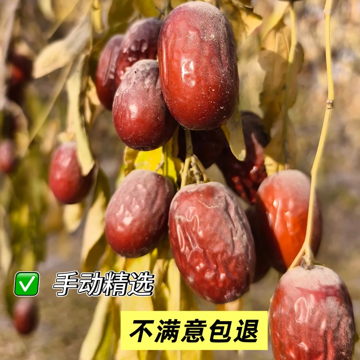 【新疆直发】2025年新枣红枣皮薄肉厚 树上自然吊干 