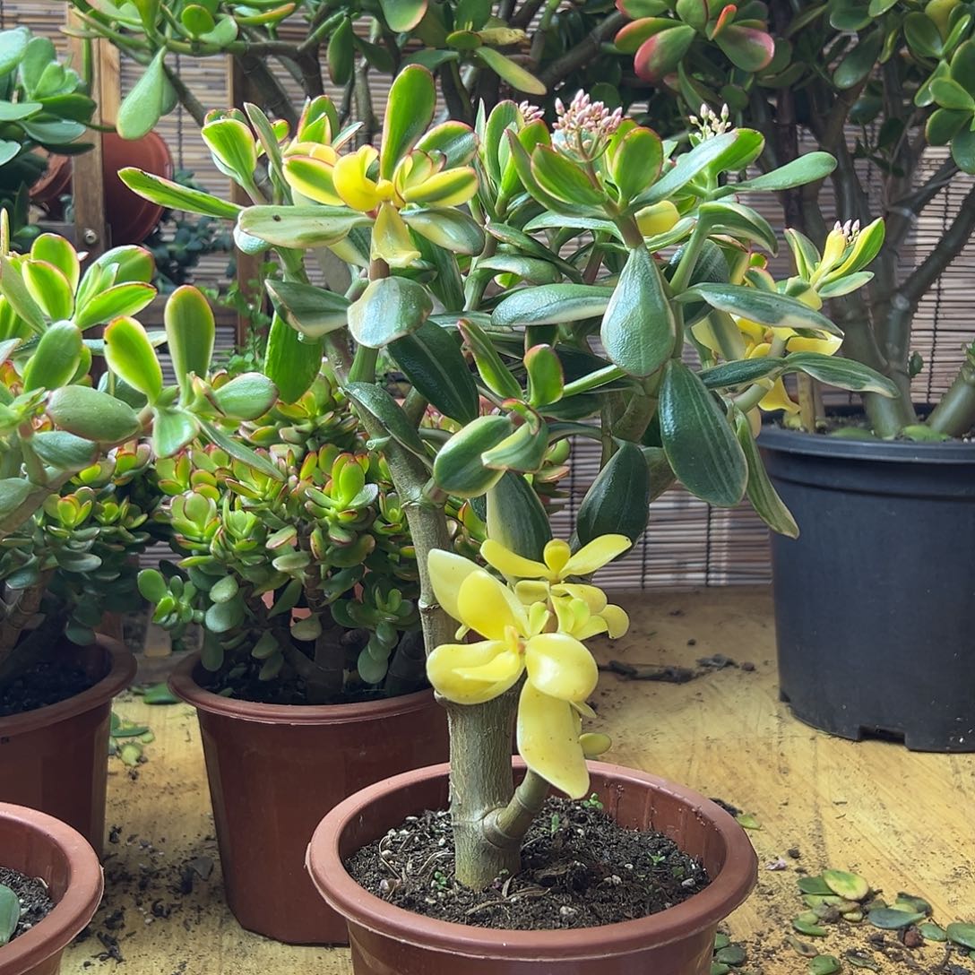 白锦花月一物一拍多肉