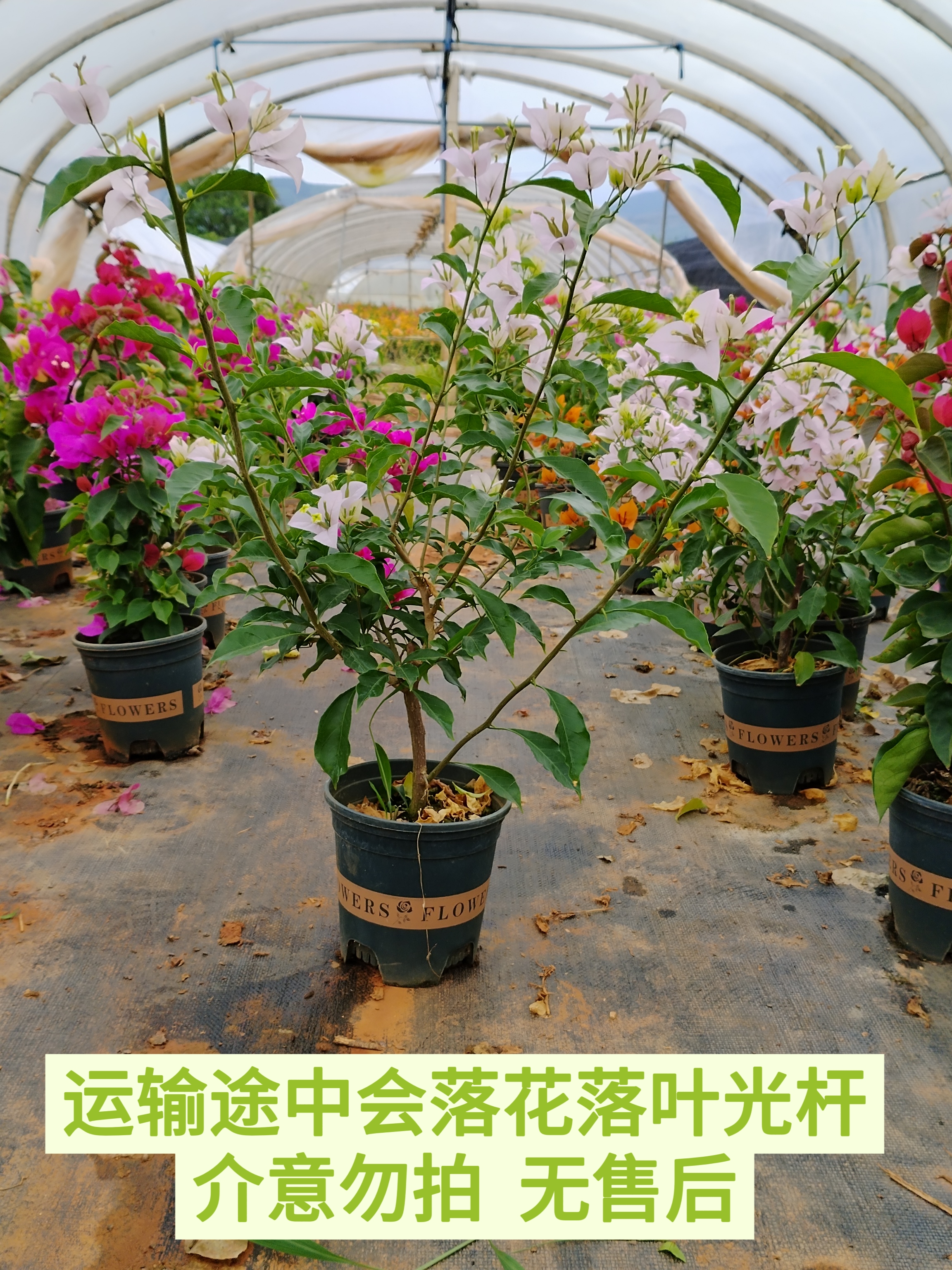 【粉茉莉—周】三角梅运输途中会落花落叶光杆轻微折枝介意勿拍