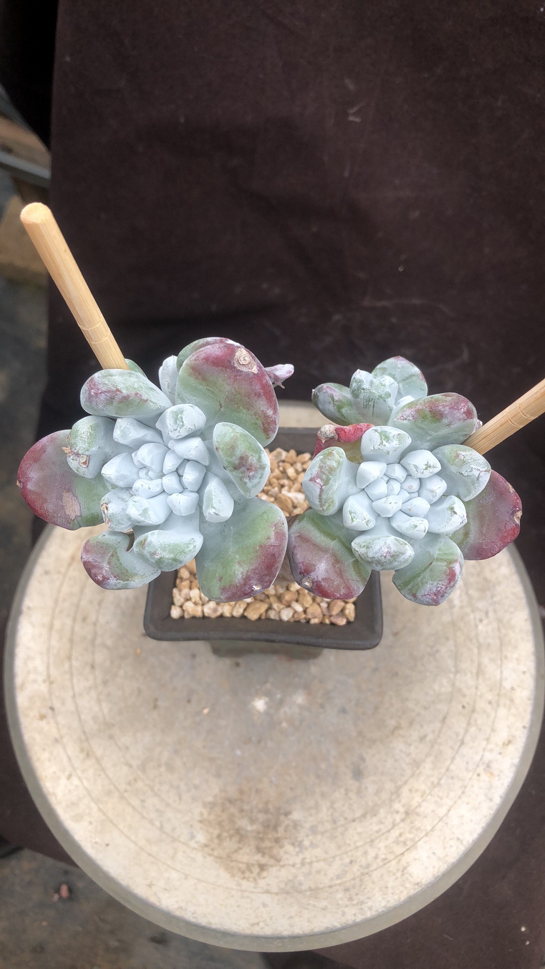 拇指杂小树桩精控 