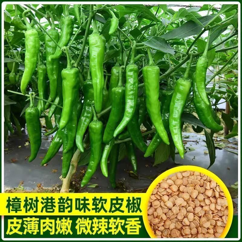 【樟树辣椒种子】老品种青椒薄皮嫩辣籽非转基因阳台盆栽蔬菜种子商品图