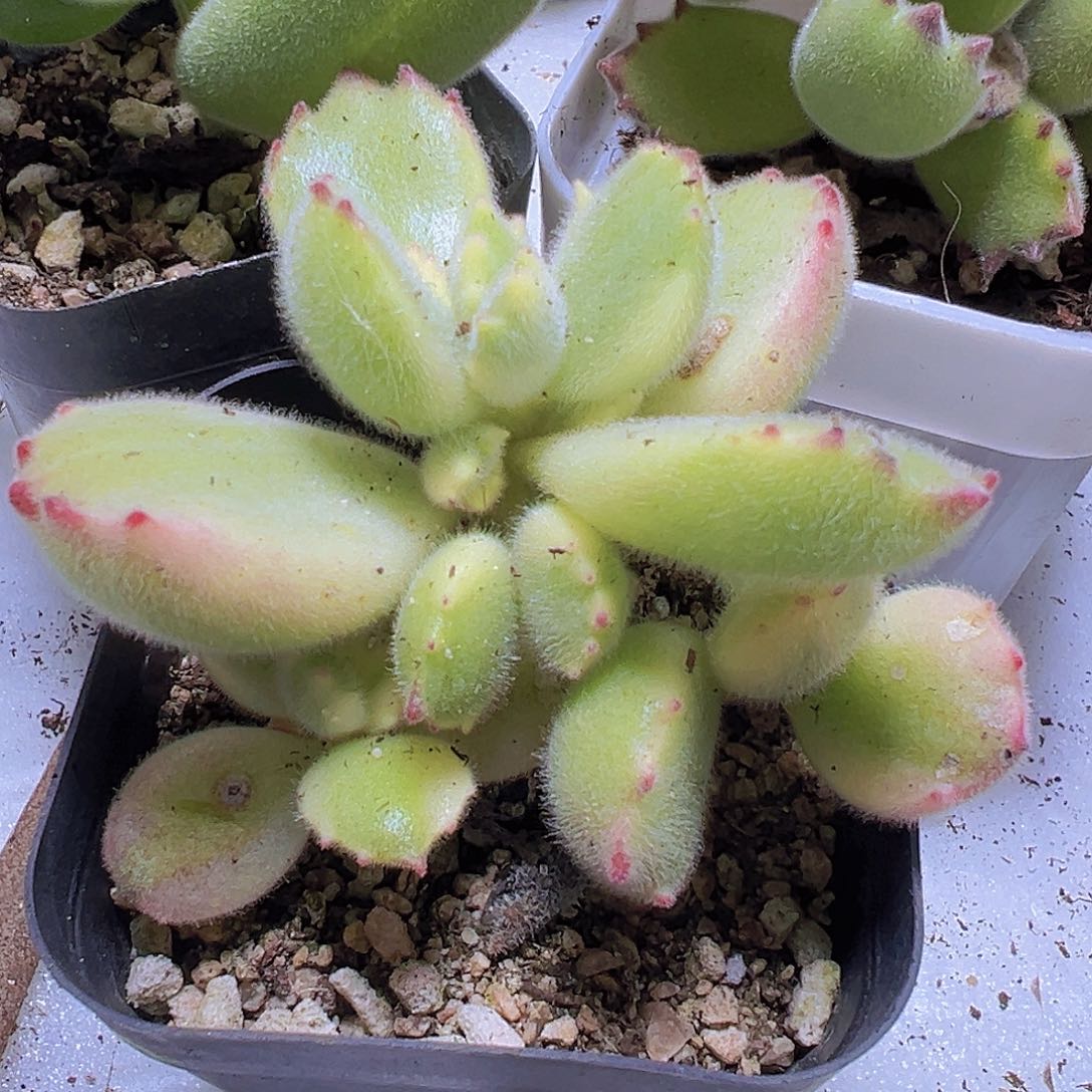 白熊19包邮拓土发货