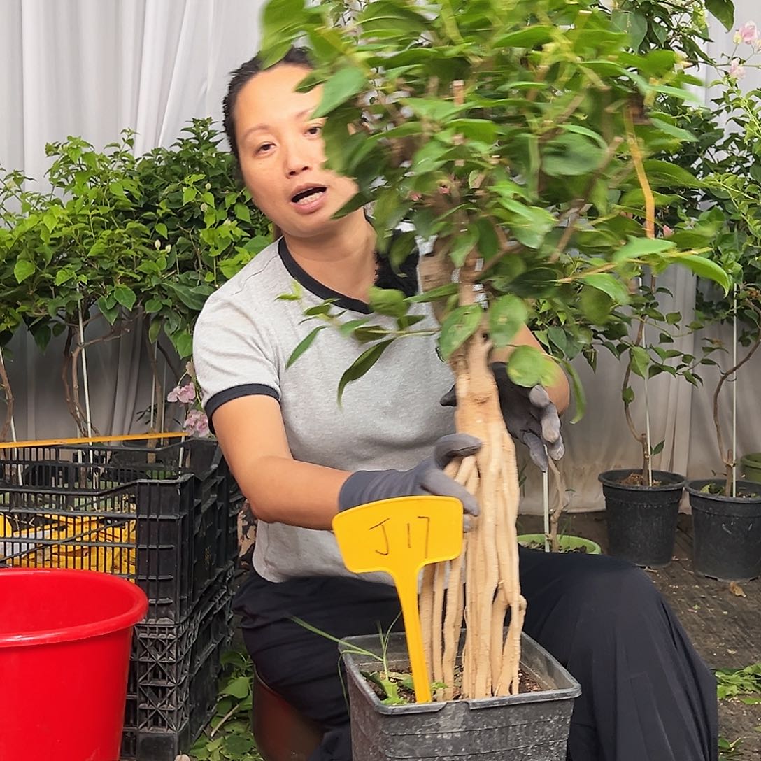 花***主当前无花栽培后可以开花J17红樱