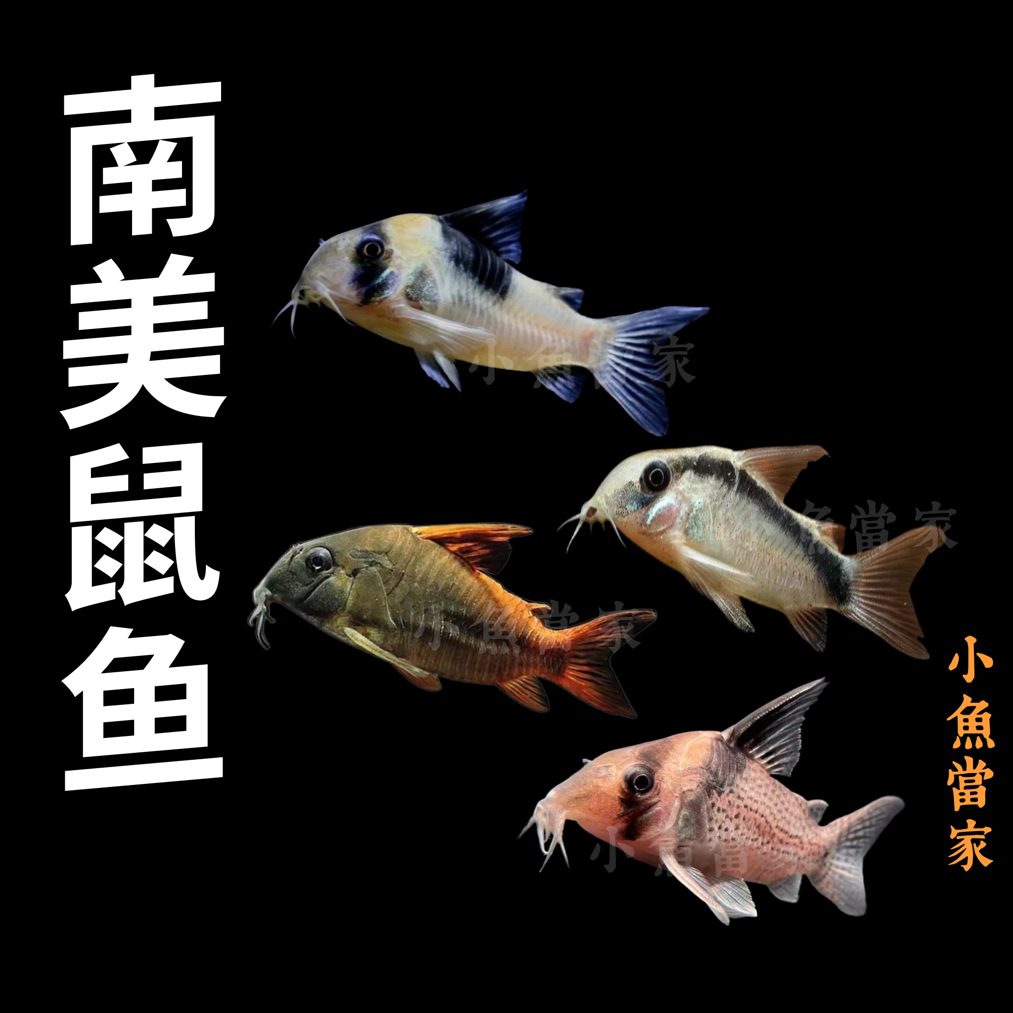 鼠鱼葛衣超级二线超级红帆长吻巨无霸高翅黑豆豹至尊超舒青铜B