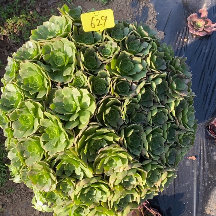 万圣节1棵629号1111111