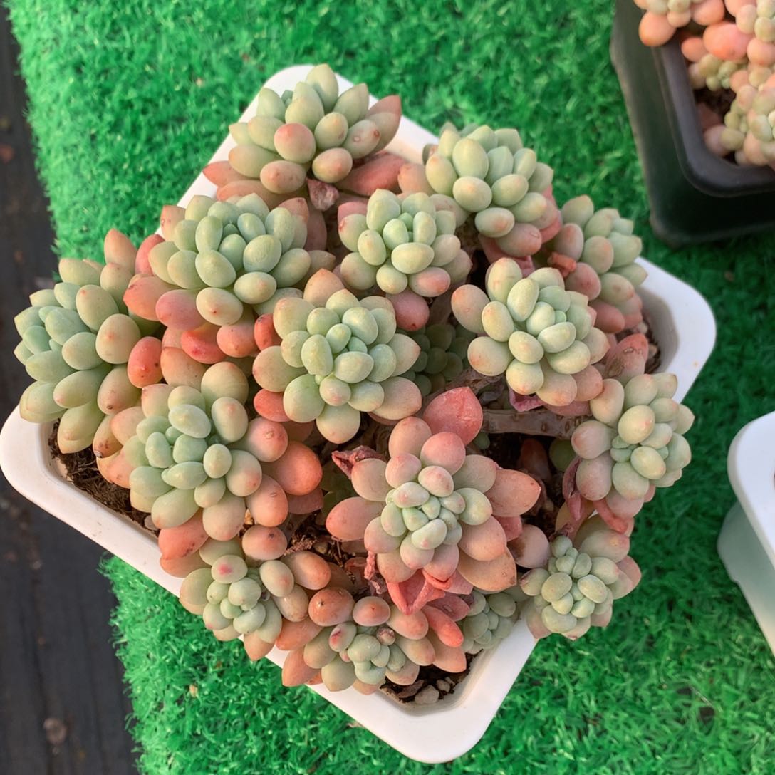 鱼子酱老桩一物一拍