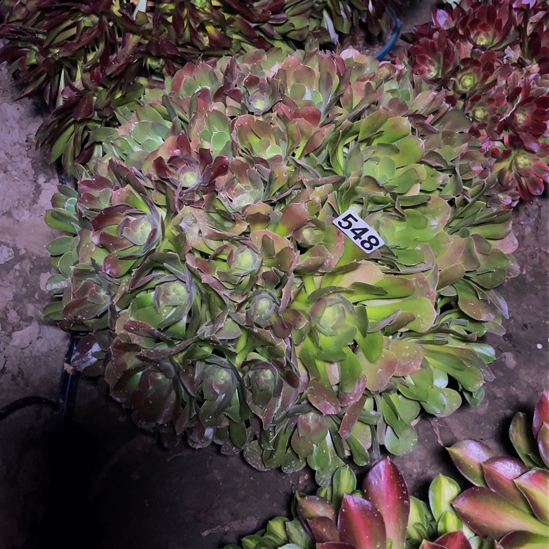 法师法师13/-27包邮法师