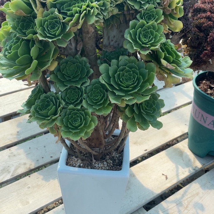 多肉葡萄等农作物品种为原料