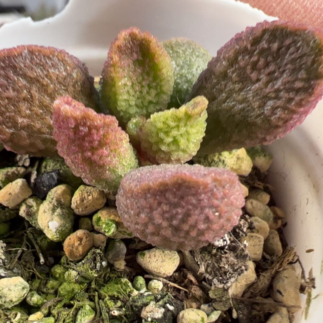 实生新品多肉植物水泡