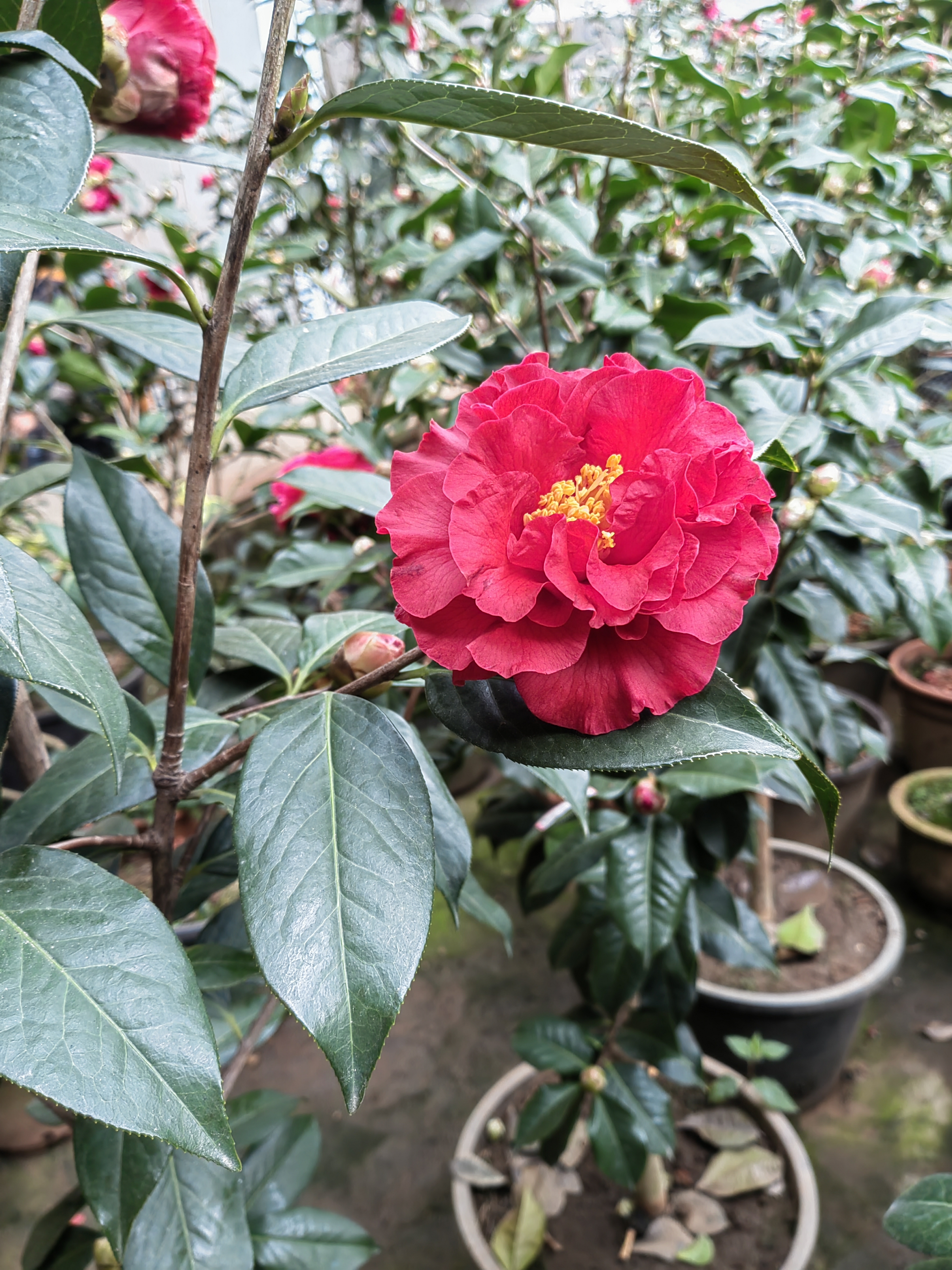 云南山茶花精品链接（直播专属链接，自主下单无效）