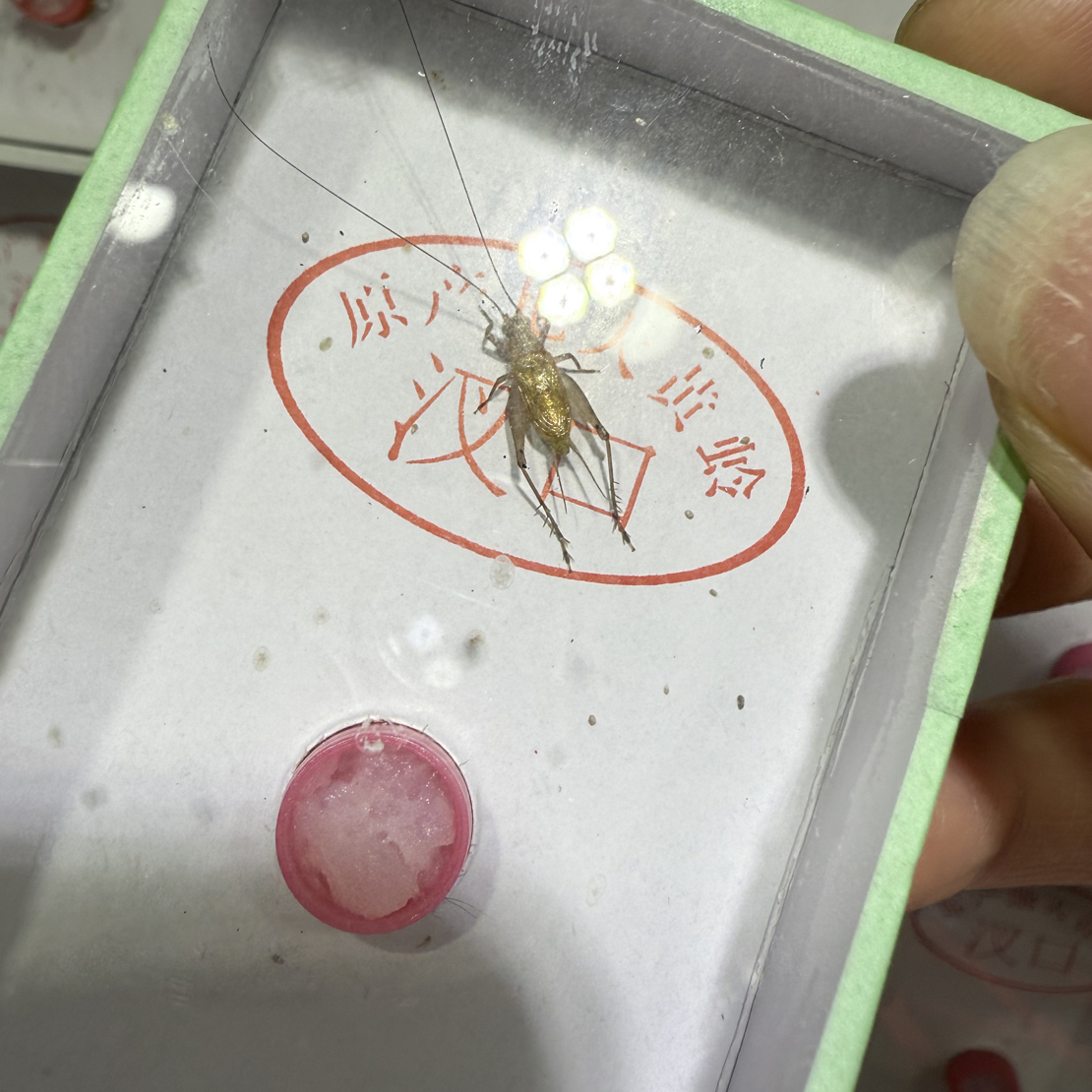 纯野生汊口大黄蛉，长须的（3条）纸盒模型