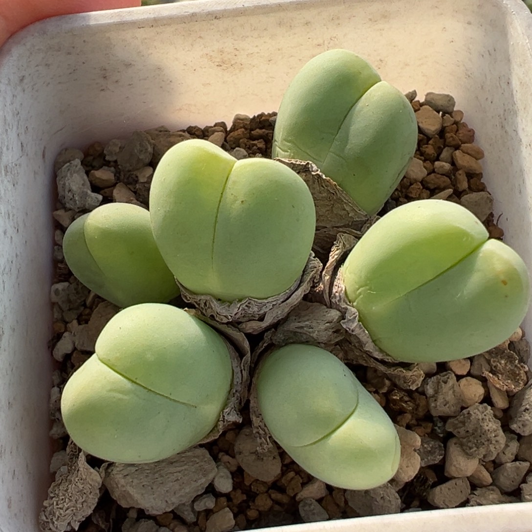 652多肉植物种类多样