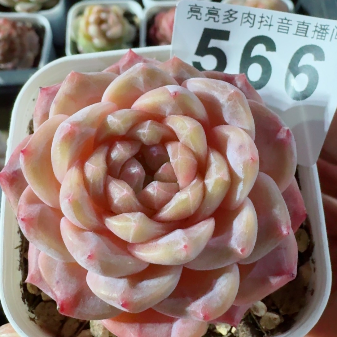 福利         精品多肉