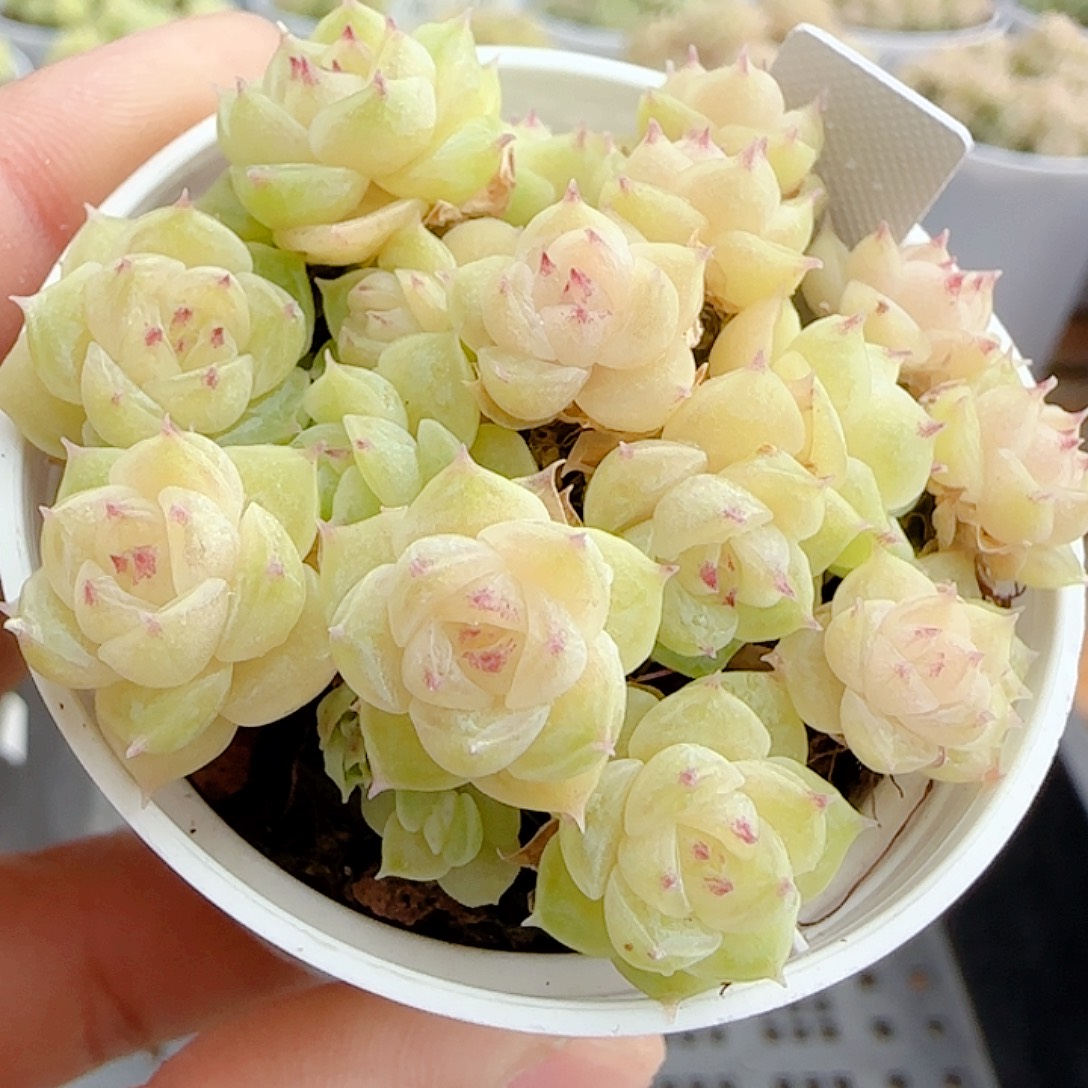 1110-88（ttp-46-2）