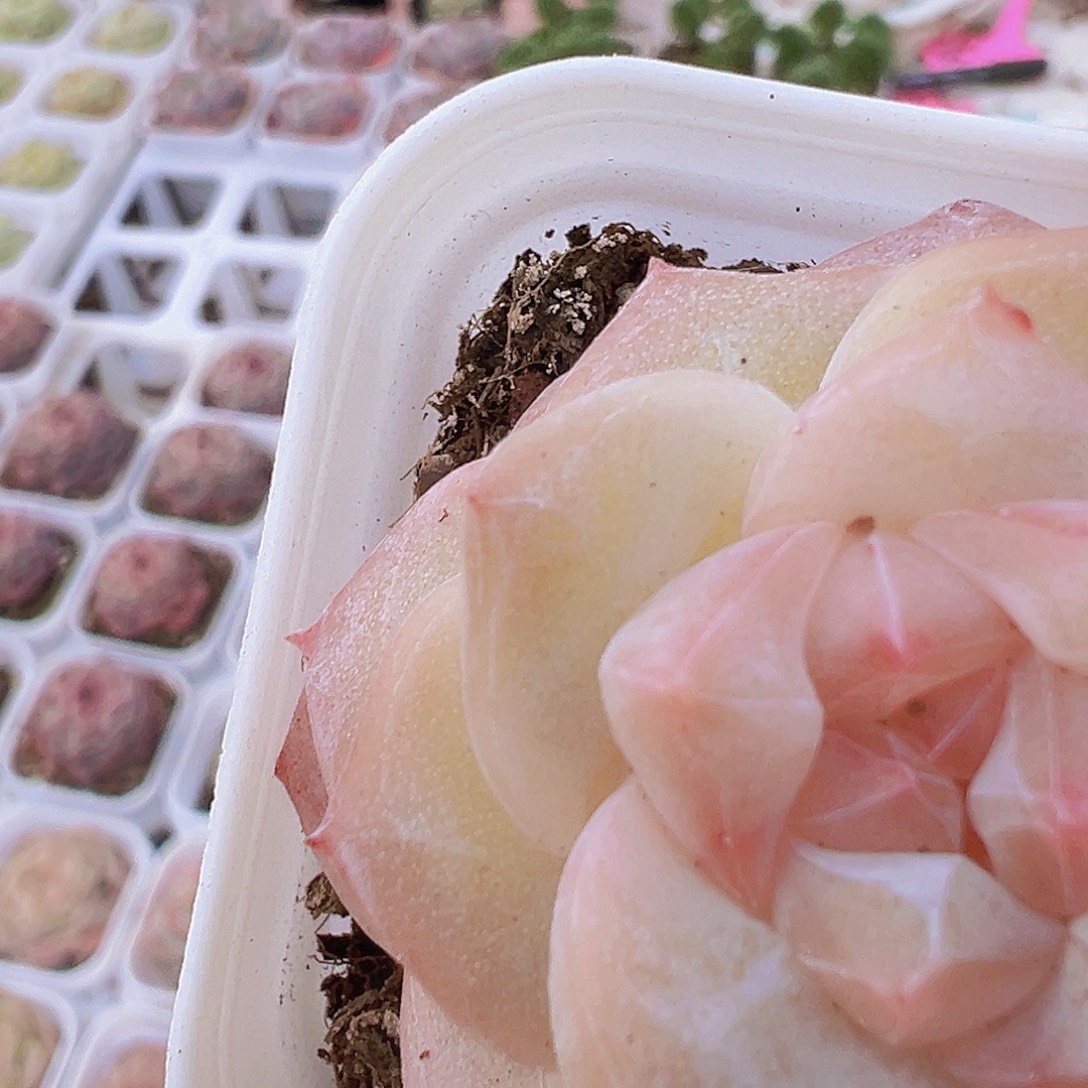 冰钻19包邮多肉植物