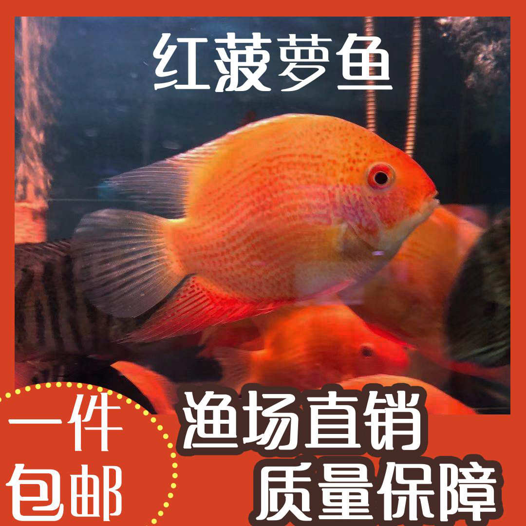 喷点金红菠萝帝王金菠萝热带观赏鱼活体