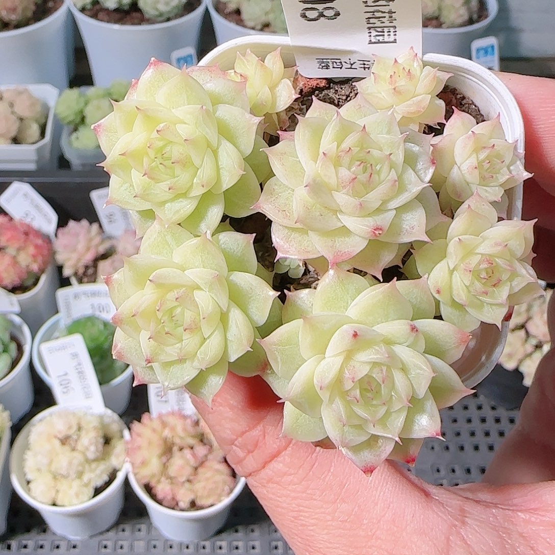 1205-108多肉群生不包整