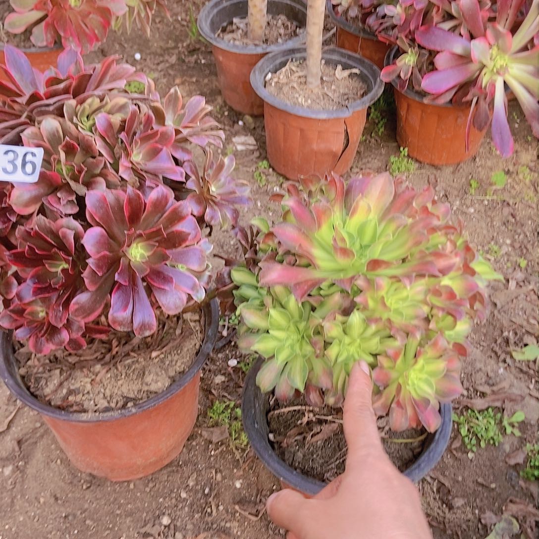 136两个老庄朵朵特价不周正