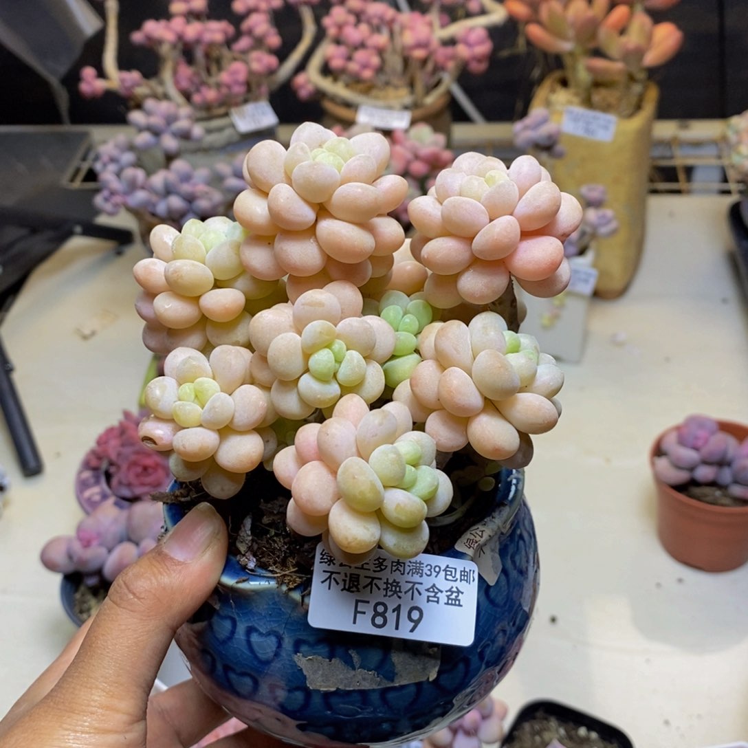 819洛可可多肉9c m