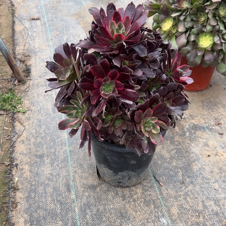 26赤霞飞多肉多肉多肉