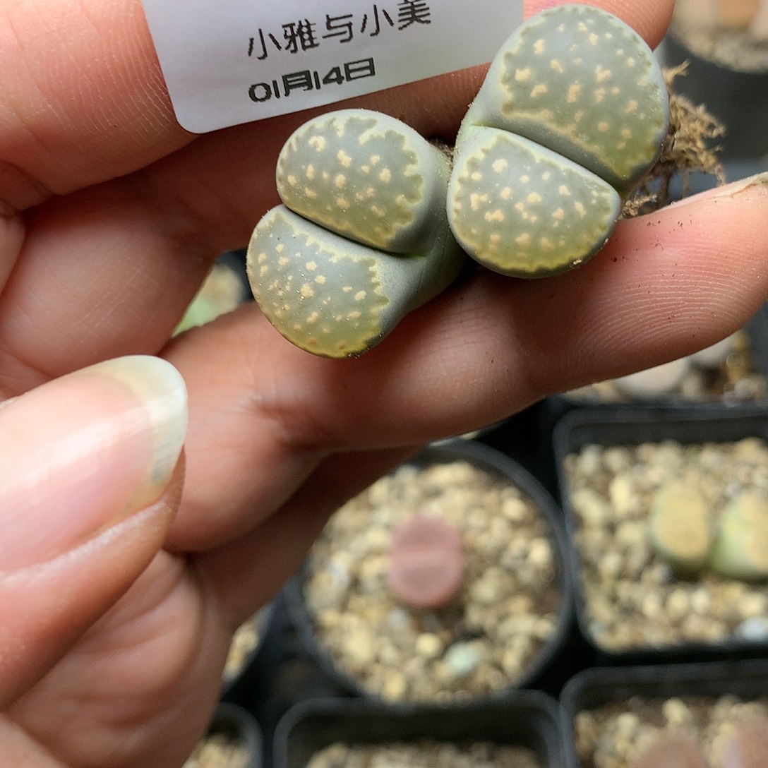 B668多肉植物保护研究所