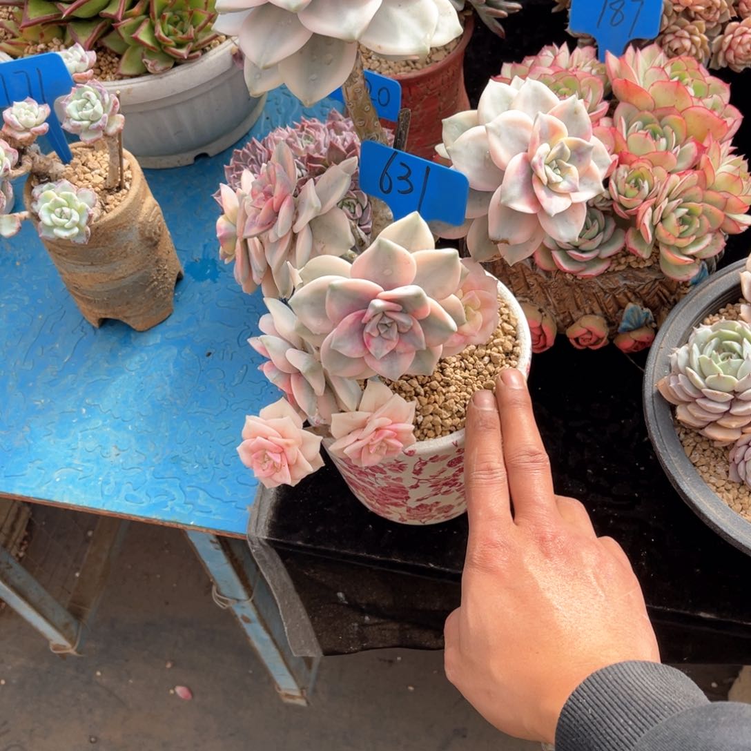 执**?631紫乐锦多肉植物