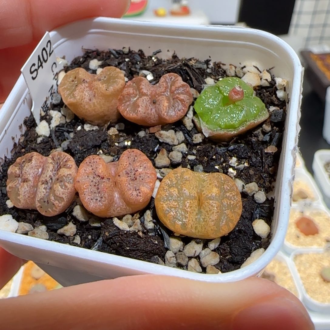 肉锥多肉植物百科-蝴蝶一盆628