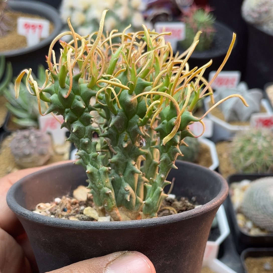 斗牛角大戟 群生 致远多肉植物